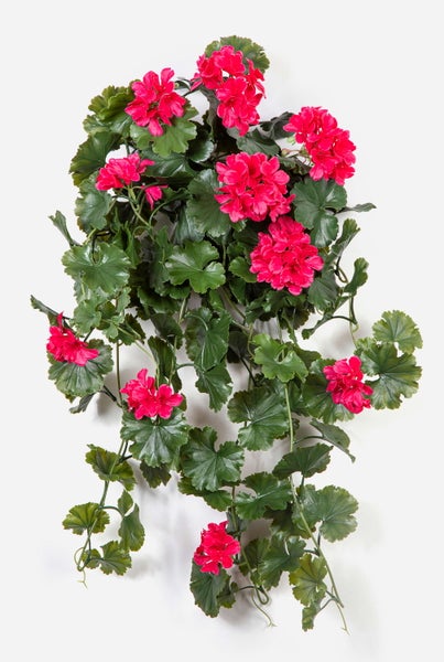 Geranie mit pinkfarbenen Blüten und grünen Blättern