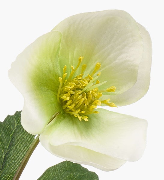 Künstliche Christrose mit weißen Blütenblättern und gelber Blütenmitte.