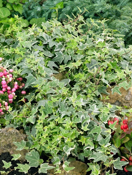 Hedera helix 'Little Diamond', Efeu, grün-weiß, ca. 9x9 cm Topf