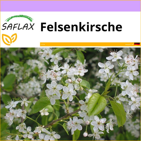 SAFLAX  - Felsenkirsche - Prunus mahaleb - 30 Samen