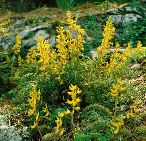Gelber Lerchensporn im Gartenbeet