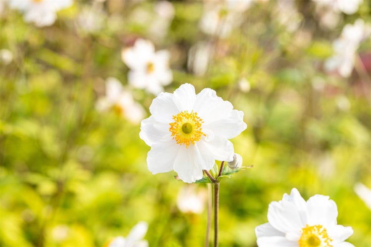 Anemone japonica 'Whirlwind', Herbst-Anemone, weiß, 2-3 Liter Container