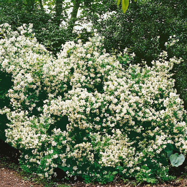 Philadelphus 'Belle Etoile', Duftjasmin, weiß, 60–80 cm