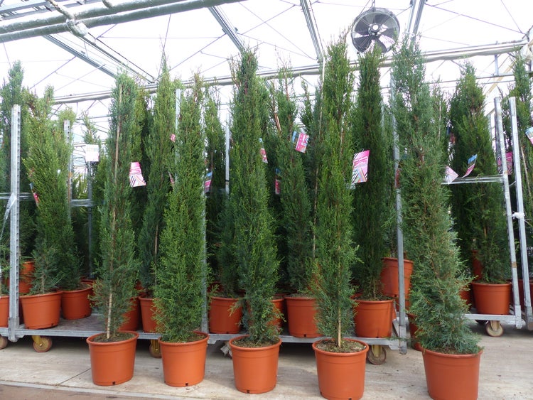 Mehrere hohe, schlanke Säulenzypressen in terrakottafarbenen Töpfen in einem hellen Gewächshaus.