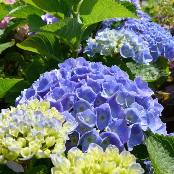 Nahaufnahme von blauen und gelben Hortensienblüten