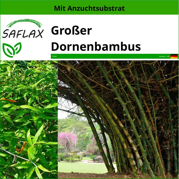 SAFLAX  - Großer Dornenbambus - Dendrocalamus arundinacea - 50 Samen - Mit keimfreiem Anzuchtsubstrat