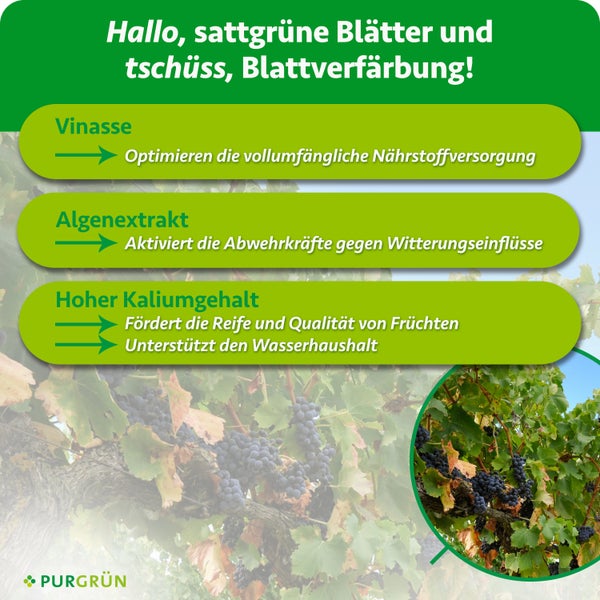 Infografik zum Purgrün Rebendünger mit Hinweisen zu Vinasse, Algenextrakt und Kaliumgehalt für gesunde Weinreben und kräftige Trauben.