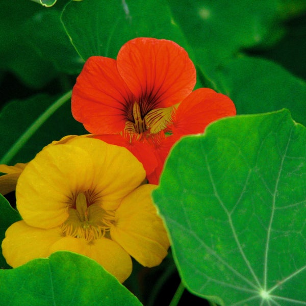 Kapuzinerkresse-Blüten in Orange und Gelb mit grünen Blättern.