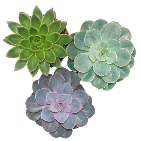 Set aus 3 verschiedenen Echeverien im 12cm Topf