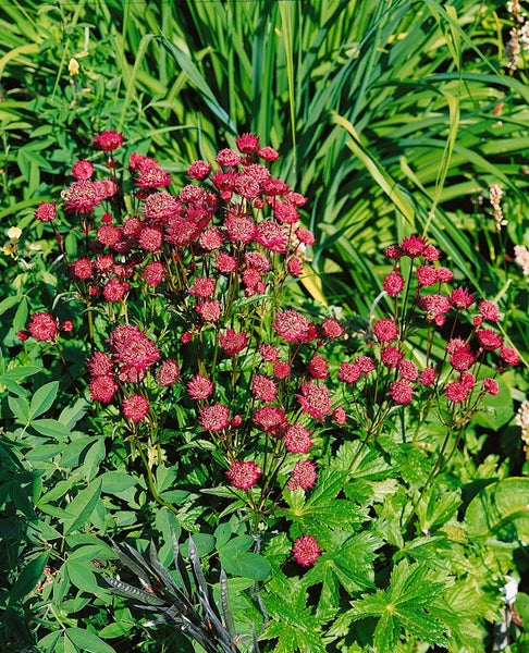 Astrantia major 'Ruby Wedding', Sterndolde, dunkelrot, ca. 9x9 cm Topf