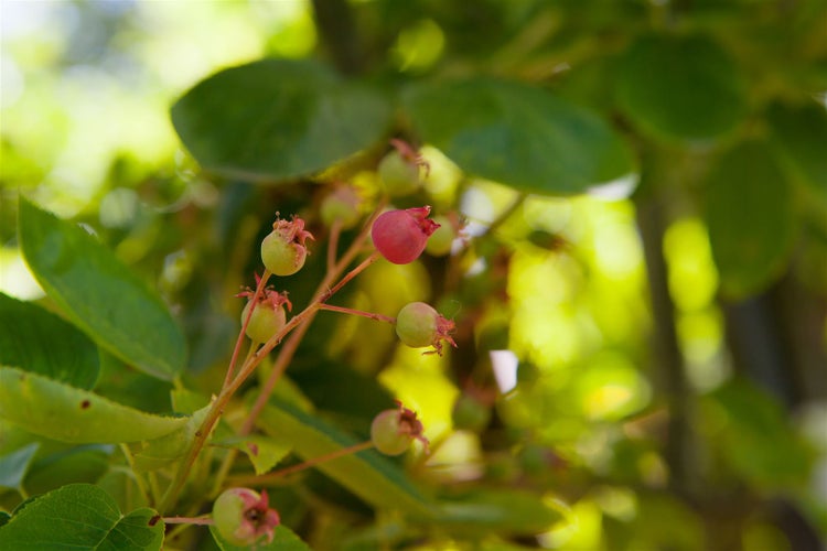 Amelanchier lamarckii, Kupfer-Felsenbirne, weiß, 125–150 cm