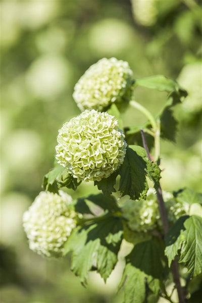 Viburnum opulus 'Roseum', Schneeball, weiße Blüten, 80–100 cm