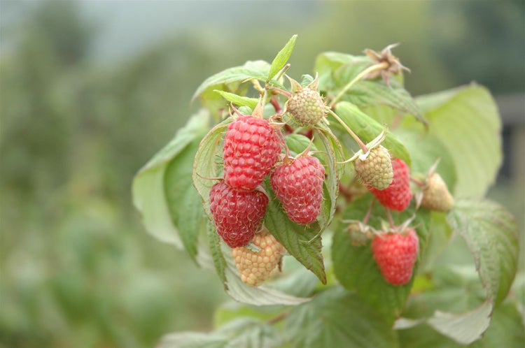 Himbeeren am Strauch