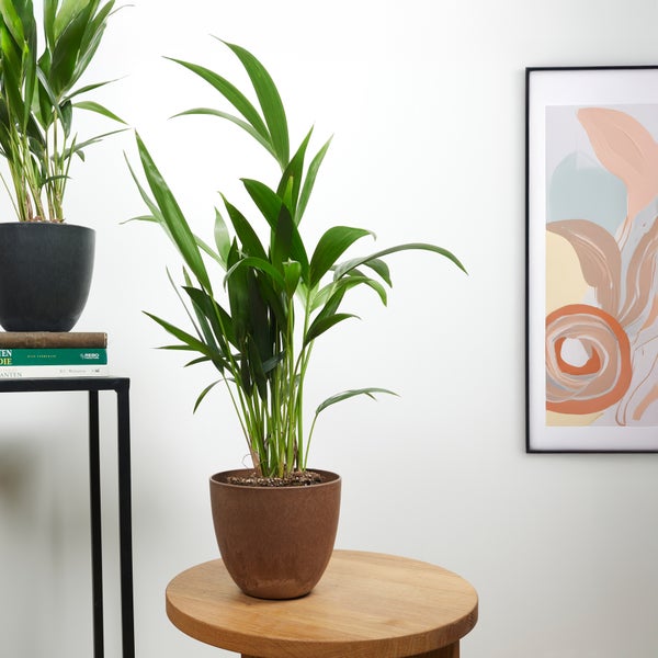 Bloomique - 2er Set - Howea Forsteriana - Kentiapalme - Zimmerpflanzen - Luftreinigend - Haustierfreundlich - 40-60 cm hoch - Topf 13 cm