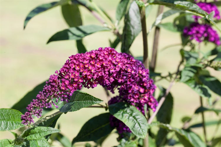 Buddleja davidii 'Royal Red', Schmetterlingsflieder, rot, 40–60 cm