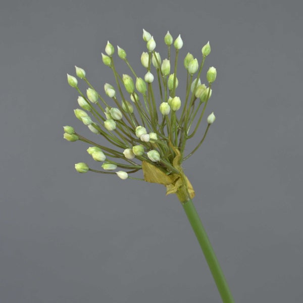 Künstlicher Allium Zierlauch mit ungeöffneten hellgrünen und weißen Knospen am Stiel.