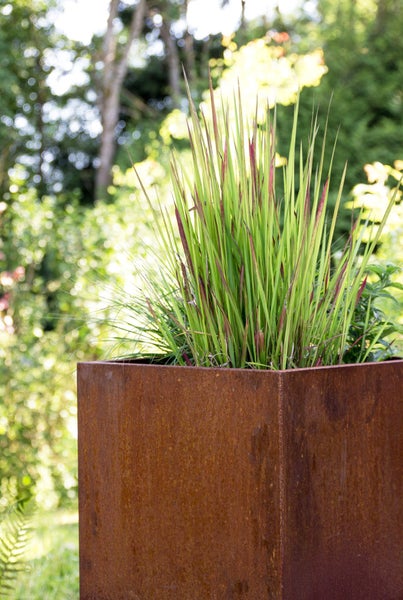 Quadratischer Pflanzkübel in Edelrost-Optik bepflanzt mit Ziergras im sonnigen Garten.