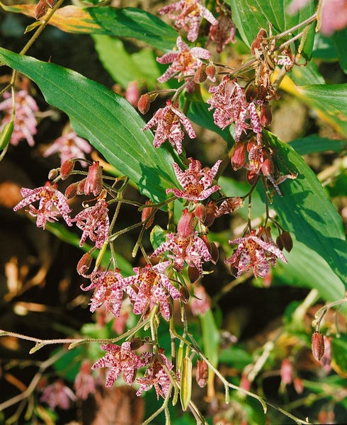 Tricyrtis hirta, Krötenlilie, exotisch, ca. 9x9 cm Topf