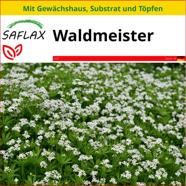 SAFLAX Anzucht Set - Waldmeister - Galium odoratum - 20 Samen - Mit Mini-Gewächshaus, Anzuchtsubstrat und 2 Töpfen