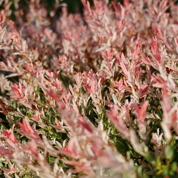 Bloomique - 2er-Set - Salix Integra Flamingo - Bunte Weide - Gartenpflanzen - Winterhart - 30-40 cm hoch - Topf 12 cm
