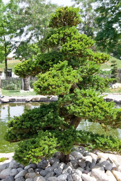 Taxus cuspidata, Japanische Eibe, 125–150 cm