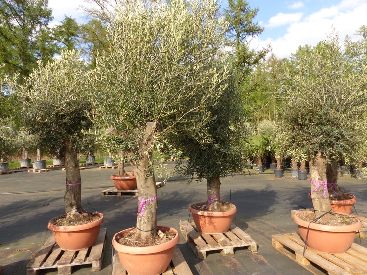 Bonsai Olivenbaum 230 - 260 cm knorrige urige Olive winterhart Olea Europaea Ölbaum