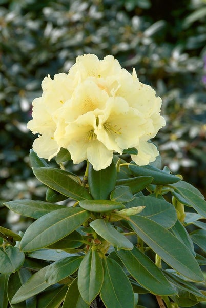 Rhododendron yakushimanum 'Centennial Gold', gelb, 30–40 cm