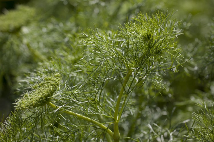 Anethum graveolens, Dill, aromatisch, ca. 11x11 cm Topf