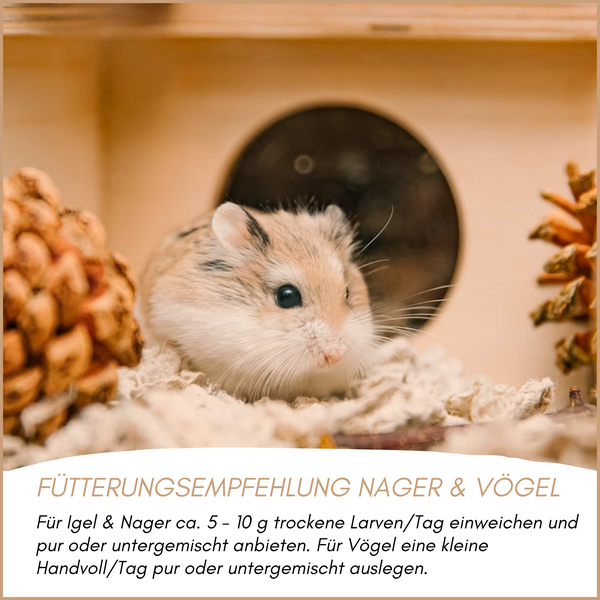 Nahaufnahme eines Hamsters in einem Hamsterkäfig vor einer Futterempfehlung für Nagetiere und Vögel