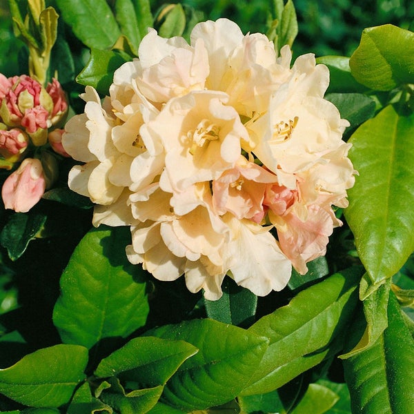 Rhododendron yakushimanum 'Golden Torch', gelb, 20–25 cm