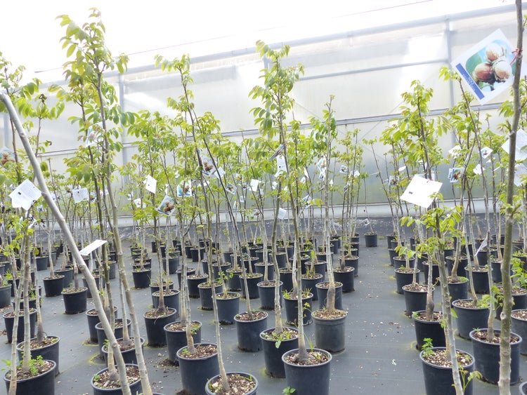 echter Walnussbaum Juglans regia 180 cm Obstbaum winterhart kräftiger Stamm Nussbaum