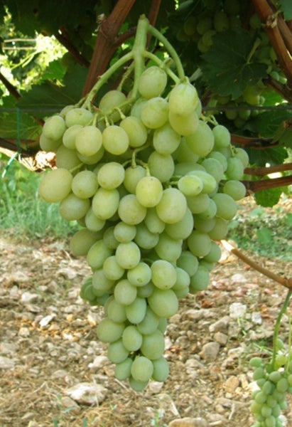 Eine große Traube mit hellen Weinbeeren hängt an einem Weinstock im Garten.