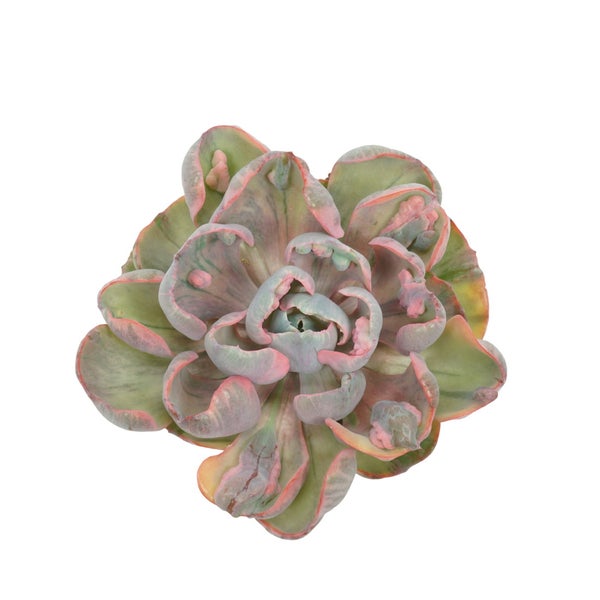 Buntes Rosetten-Dickblatt - Echeveria Cleopatra - RARITÄT - Pflegeleichte Sukkulente - 10,5cm Topf