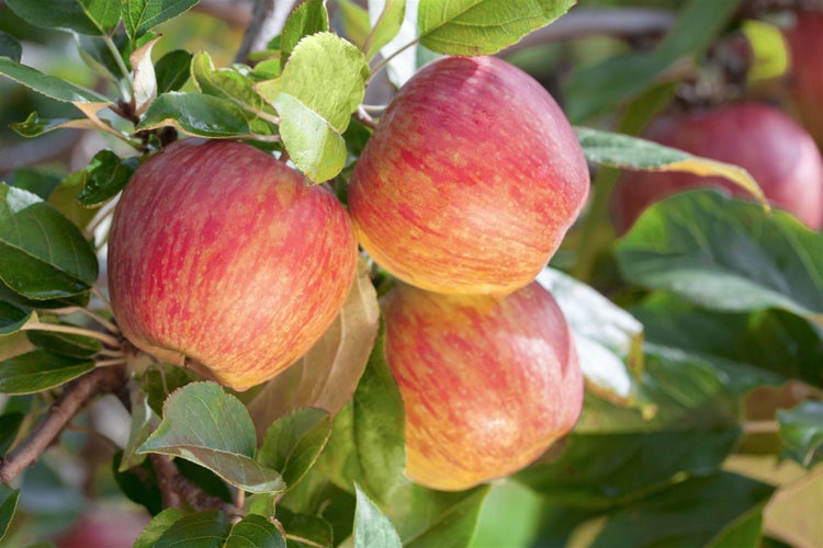 Malus 'Gala', Apfelbaum, 40 cm Stammhöhe