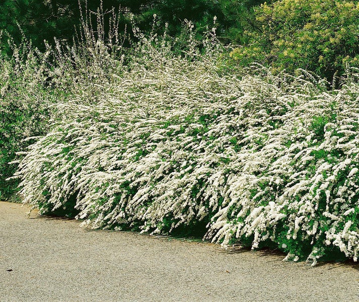 Dicht gewachsene Brautspiere mit zahlreichen weißen Blüten an überhängenden Zweigen in einem Garten neben einem Kiesweg.