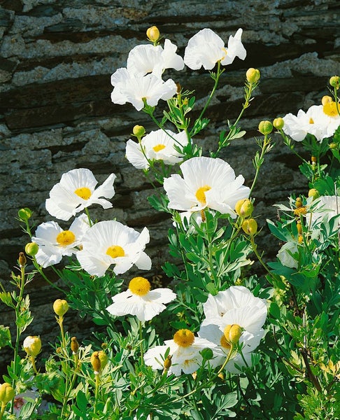 Blühender Kalifornischer Mohn im Garten
