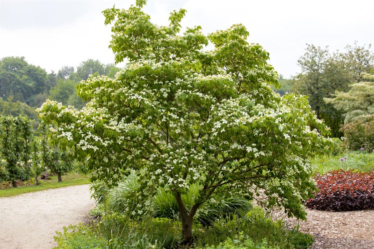 Cornus kousa chinensis 'China Girl', Chinesischer Blumen-Hartriegel, 60–80 cm