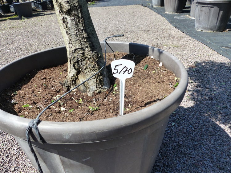 Olivenbaum 4 Pon Pon Bonsai Formgehölz Gartenbonsai Olea europaea Olive winterhart