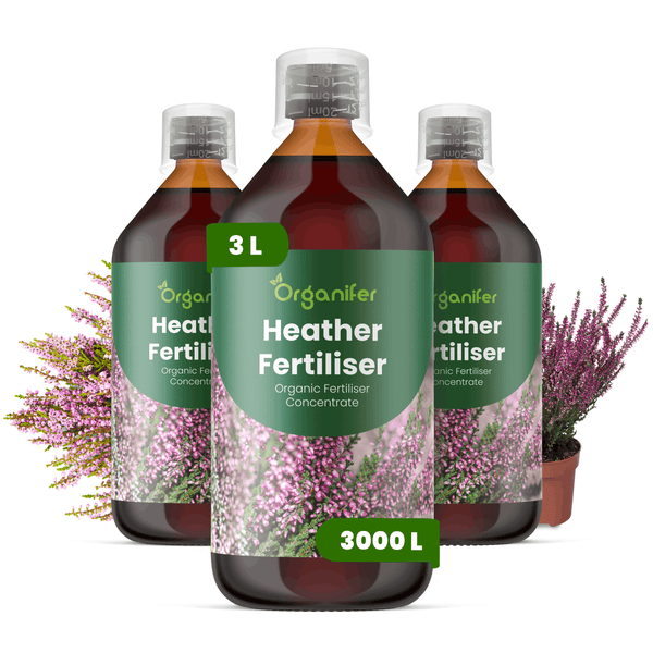 Drei Flaschen Organifer Heidekraut-Dünger, organisches Flüssigdünger-Konzentrat, 3 Liter für 3000 Liter Gießwasser, mit Heidekrautpflanzen.