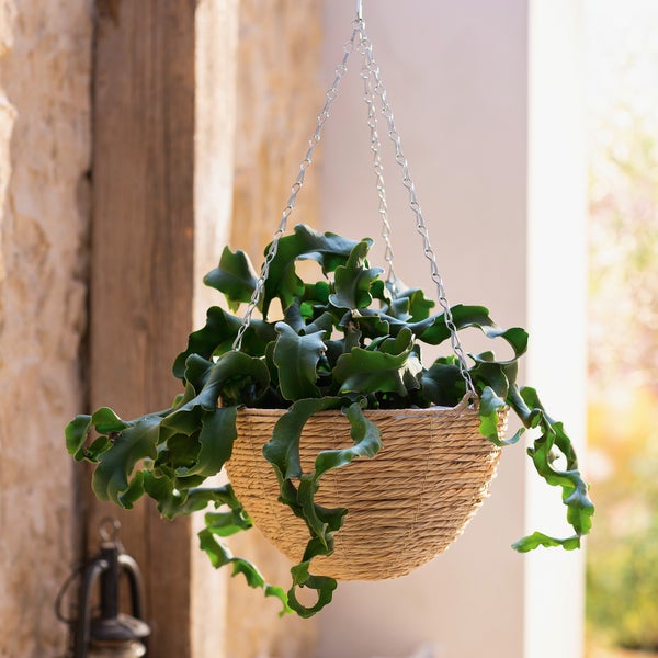 Hängepflanze in einem gewebten Korb mit einer Metallkette