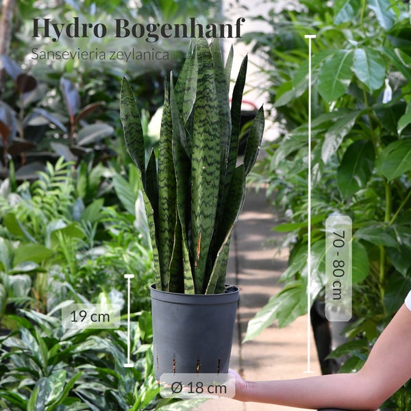 Hydro Bogenhanf Sansevieria zeylanica im Topf, Höhe 70 bis 80 cm