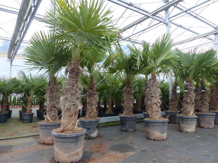 Trachycarpus fortunei XXL dicke Stämme 200 cm Hanfpalme, winterharte Palme bis -18°C