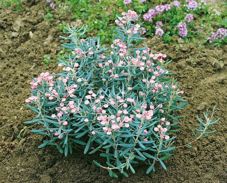 Andromeda polifolia, Rosmarinheide, 30–40 cm