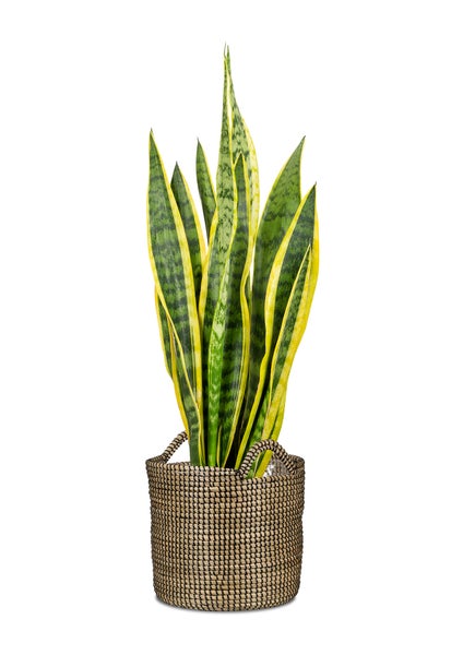 Scheurich Seagrass 36, Korbgefäß/Korb-Pflanzgefäß/Korbtopf mit Griffen aus Seagrass Farbe: Black, 36 cm Durchmesser, 34 cm hoch, 38,6 l Vol.