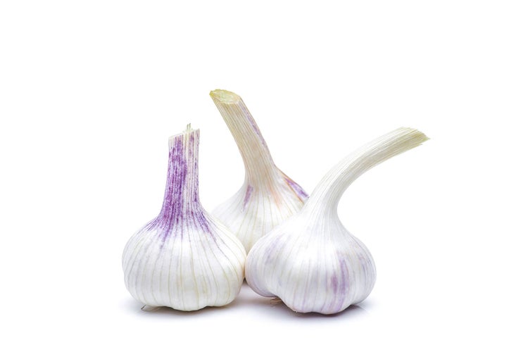 Allium sativum var. sativum, Knoblauch, ca. 9x9 cm Topf