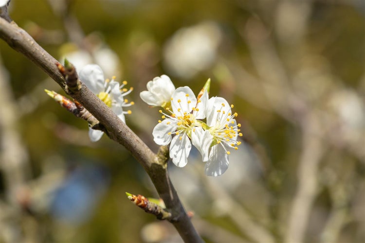 Prunus spinosa, Schlehdorn, 40–60 cm, dornig, heimisch