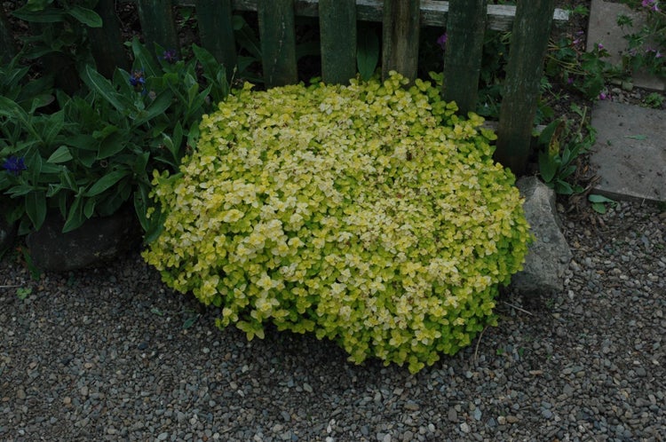 Origanum vulgare 'Aureum', Goldmajoran, aromatisch, ca. 9x9 cm Topf