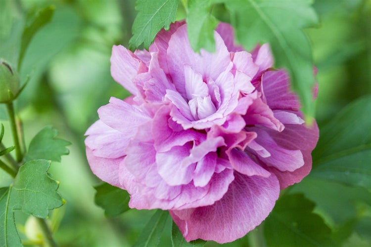 Hibiscus syriacus 'Duc de Brabant', Gartenhibiskus, purpurrot, 40–60 cm