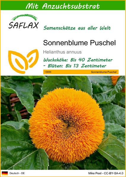 SAFLAX  - Sonnenblume Puschel - Helianthus annuus - 40 Samen - Mit keimfreiem Anzuchtsubstrat