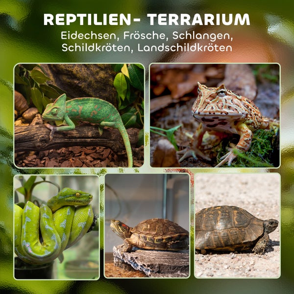 Reptilienterrarium mit Chamäleon, Frosch, Schlange und Schildkröte